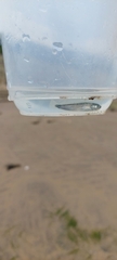 Gaidropsaridae