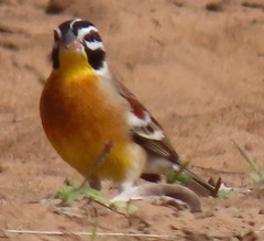 Emberiza flaviventris flaviventris