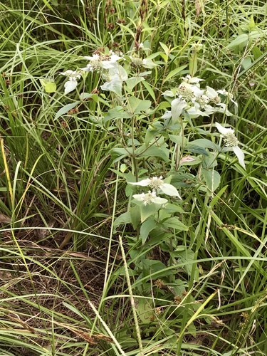 Pycnanthemum muticum