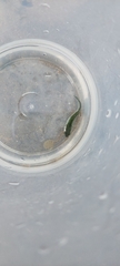 Gaidropsaridae