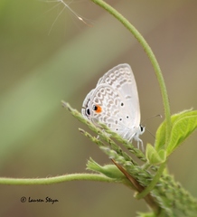 Euchrysops malathana