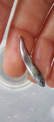 Gaidropsaridae