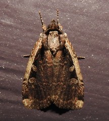 Eueretagrotis sigmoides