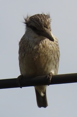 Halcyon chelicuti chelicuti