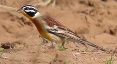 Emberiza flaviventris flaviventris