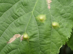 Didymomyia tiliacea