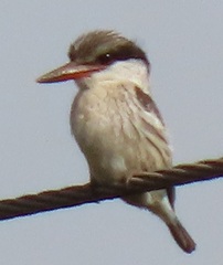 Halcyon chelicuti chelicuti