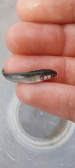 Gaidropsaridae