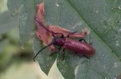 Anaesthetis testacea