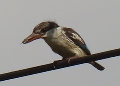 Halcyon chelicuti chelicuti