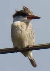 Halcyon chelicuti chelicuti