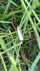Agriphila straminella