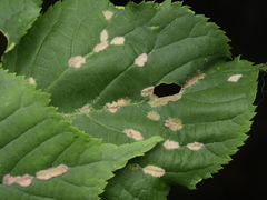 Eriophyes exilis