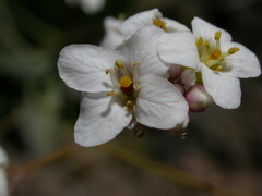 Crambe laevigata