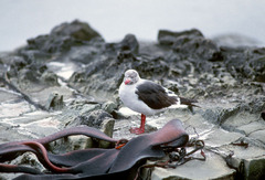 Leucophaeus scoresbii