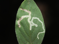 Aulagromyza hendeliana