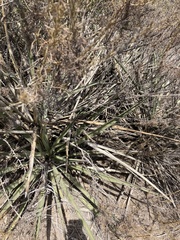 Yucca schidigera