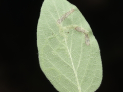 Aulagromyza hendeliana