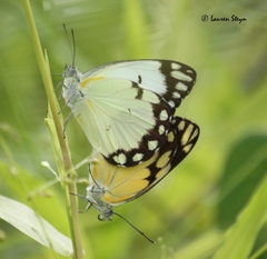 Belenois creona severina