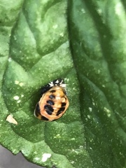Harmonia axyridis