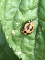 Harmonia axyridis