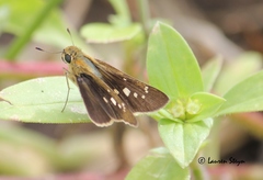 Torbenlarsenia gemella