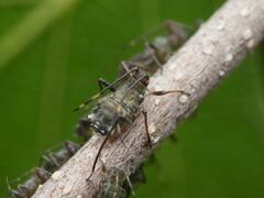 Symydobius oblongus