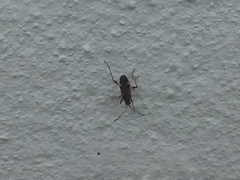 Beosus maritimus