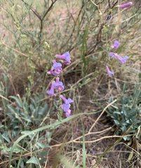 Penstemon secundiflorus