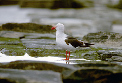 Leucophaeus scoresbii
