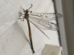 Scotoleon longipalpis