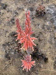 Aloe longibracteata