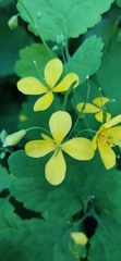 Chelidonium majus