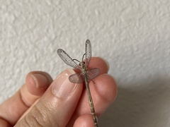 Scotoleon longipalpis