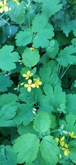 Chelidonium majus