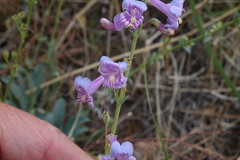 Penstemon secundiflorus