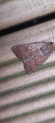 Hoplodrina blanda