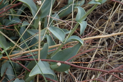 Penstemon secundiflorus