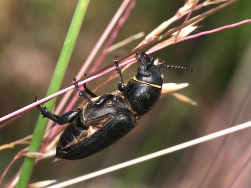 Black Longicorn Beetle photo 4