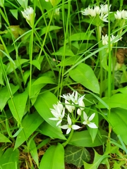 Allium ursinum