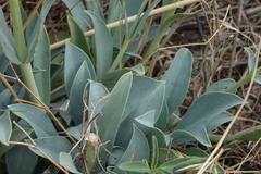 Penstemon secundiflorus