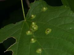 Didymomyia tiliacea