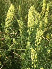 Reseda lutea