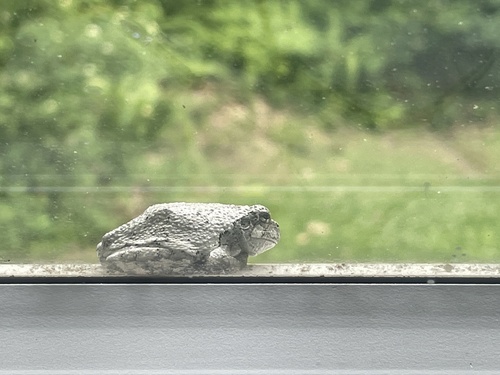 Gray Treefrog photographed in Pennsylvania