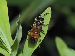 Tenthredo neobesa