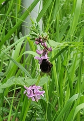 Bombus lapidarius