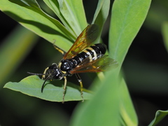Tenthredo neobesa