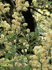 Mimosa malacophylla