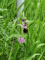 Bombus lapidarius