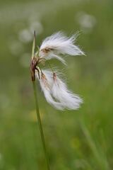 Eriophorum gracile